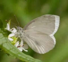 West Virginia White thumbnail 2