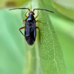 Ceratocapsus nigellus thumbnail 2