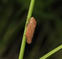 Ponana scarlatina thumbnail 2