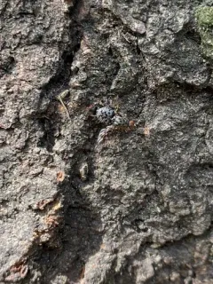 Pseudotephritis approximata thumbnail 2