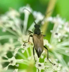 Dark-shouldered Long-horned Beetle thumbnail 4