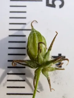 Thalictrum confine thumbnail 3