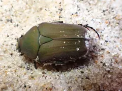 Olive Flower Beetle thumbnail 1