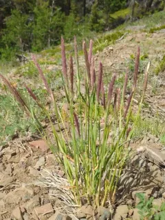 Scandinavian Small-reed thumbnail 3