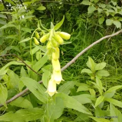 Yellow Foxglove thumbnail 1