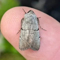 Sympistis greyi thumbnail 2
