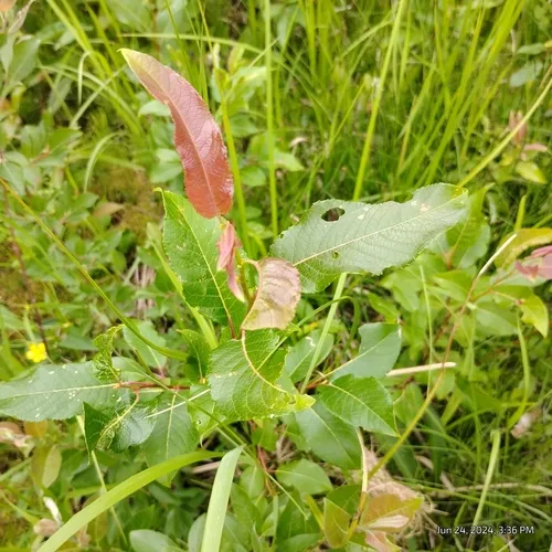 Balsam Willow