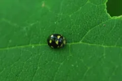 Orange-spotted Lady Beetle thumbnail 3