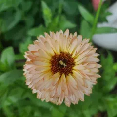 pot marigold thumbnail 4
