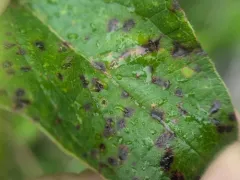 dogwood anthracnose fungus thumbnail 2