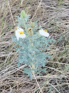 Rough Pricklypoppy thumbnail 3