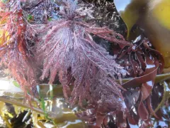 Southern Sea Fern thumbnail 2