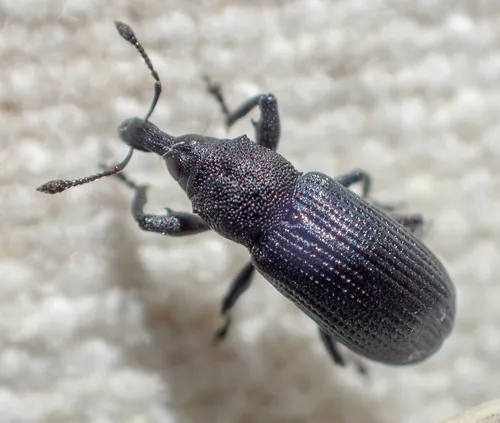 Magdalis subtincta