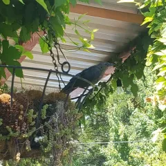 Great-tailed Grackle thumbnail 2