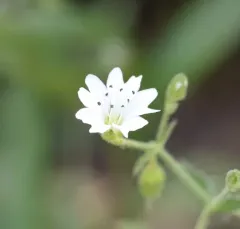 tuber starwort thumbnail 3