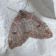Dog-face Geometer thumbnail 2