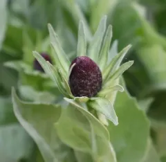 Wenatchee Mountain coneflower thumbnail 4