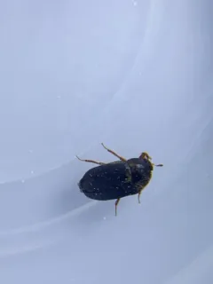 Black Carpet Beetle thumbnail 3