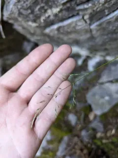 Inland Bluegrass thumbnail 1