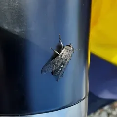 Tabanus fairchildi thumbnail 1
