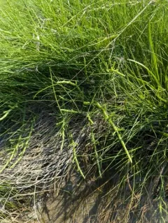 perennial glasswort thumbnail 2