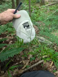 Allegheny Mountain Buttercup thumbnail 3