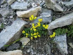 Wallowa Draba thumbnail 2