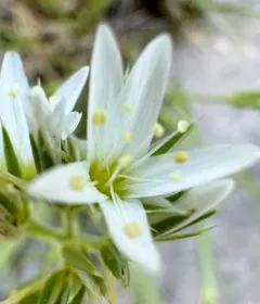 Hooker's sandwort thumbnail 4