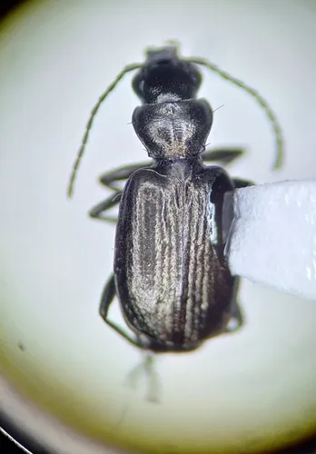 Apristus pugetanus