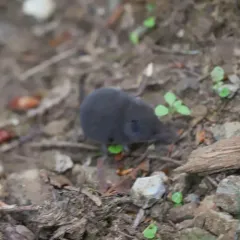 Trowbridge's Shrew thumbnail 3