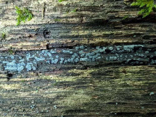 Mollisia nigrescens