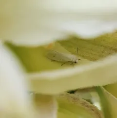 Five-spotted Bogus Yucca Moth thumbnail 1