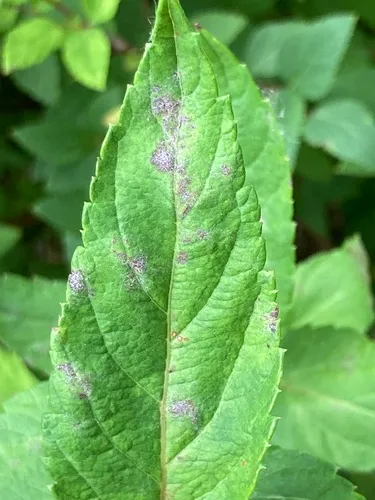 Podosphaera spiraeae