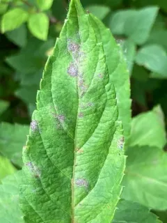Podosphaera spiraeae thumbnail 1