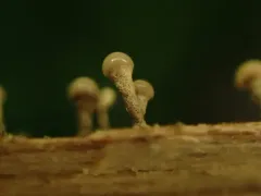 Trichoderma flavipes thumbnail 4