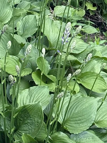 Scented hosta