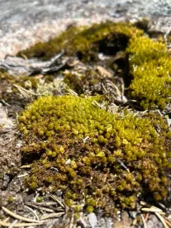 Rusty Fork-moss thumbnail 3
