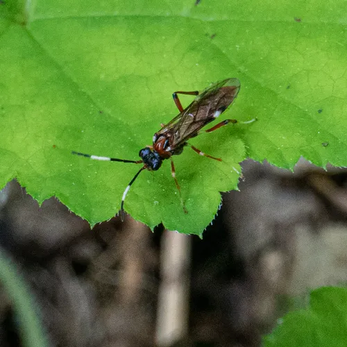 Leucopelmonus annulicornis