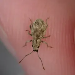 Imported Long-horned Weevil thumbnail 4