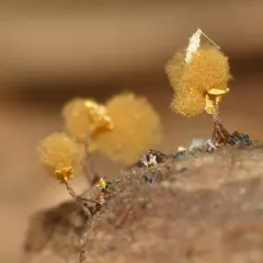 Push Pin Slime Mold thumbnail 4