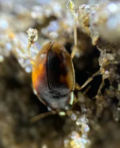 Large-lipped Round Sand Beetle thumbnail 2