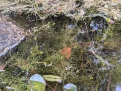 Algae-like Pondweed thumbnail 1