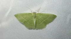 Tuscarora Emerald thumbnail 2