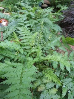 Fern-leaved Corydalis thumbnail 2