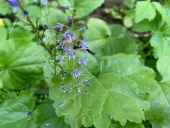 Idaho kittentails thumbnail 2