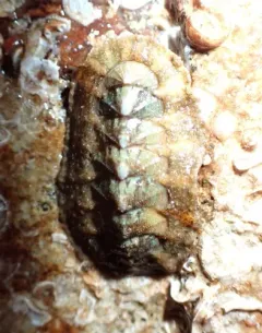 Swan's Mopalia thumbnail 3