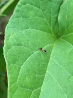 Cosmopterix molybdina thumbnail 3