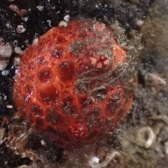 armored sea cucumber thumbnail 4