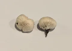 Arachnion album thumbnail 3
