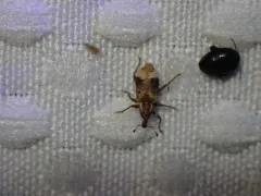 Listronotus delumbis thumbnail 4